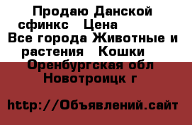  Продаю Данской сфинкс › Цена ­ 2 000 - Все города Животные и растения » Кошки   . Оренбургская обл.,Новотроицк г.